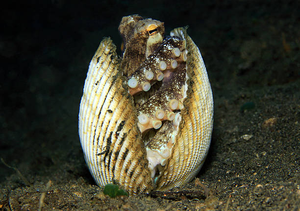 Coconut Octopus 7