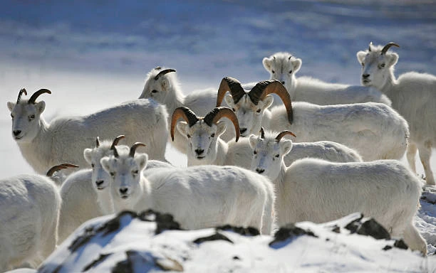 Dall Sheep