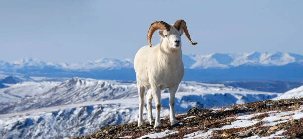Dall Sheep