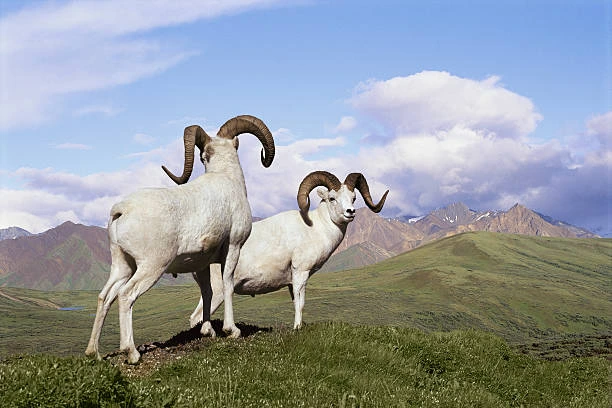 Dall Sheep