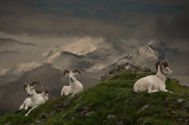 Dall Sheep