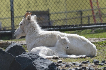 Dall Sheep