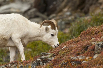 Dall Sheep