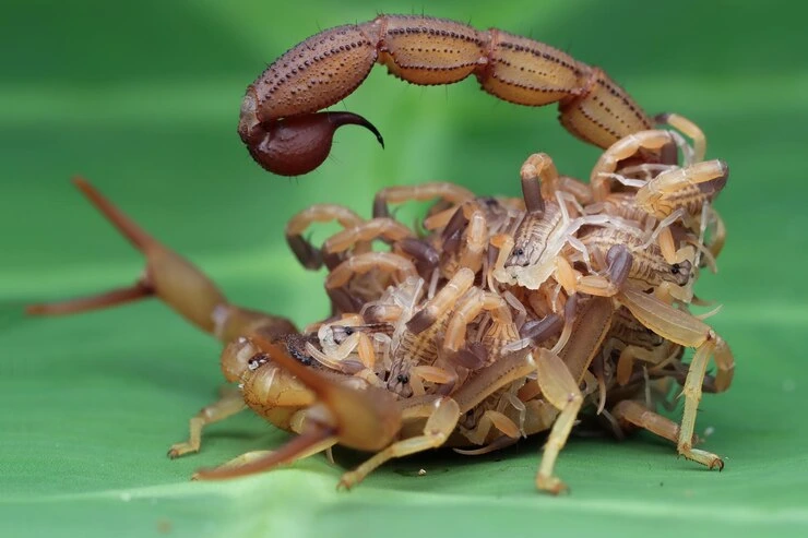 Deathstalker Scorpion
