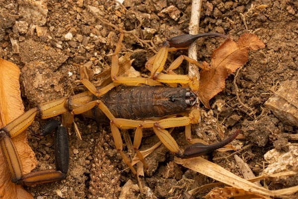 Deathstalker Scorpion