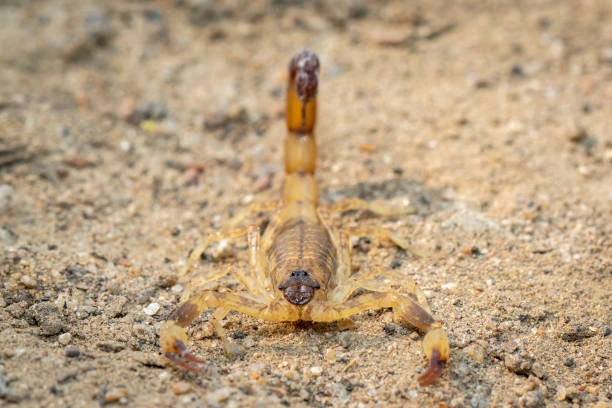 Deathstalker Scorpion