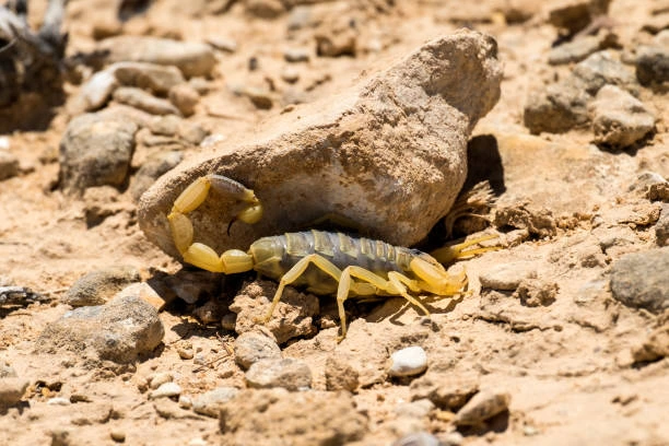 Deathstalker Scorpion