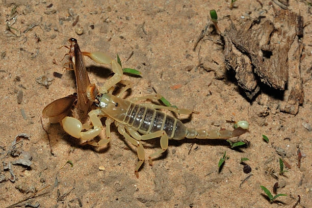 Deathstalker Scorpion