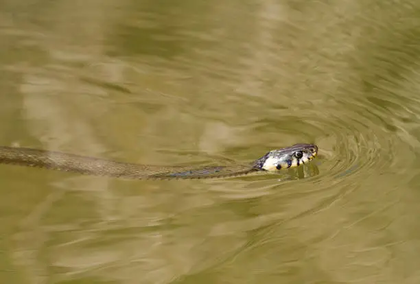Diamondback Water Snake