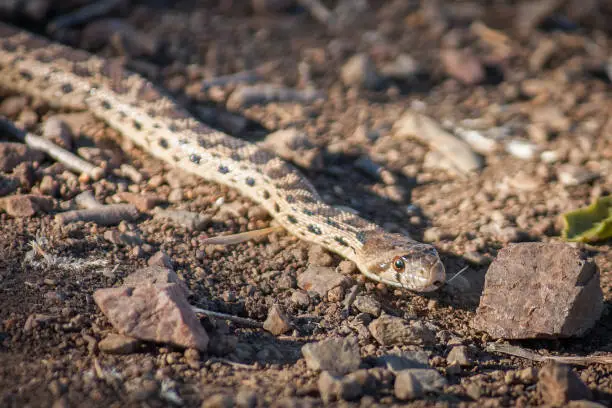 Diamondback Water Snake