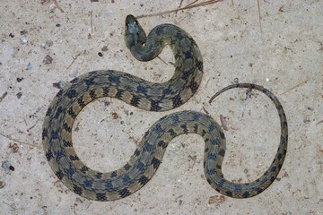 Diamondback Water Snake