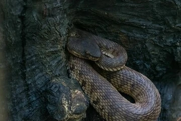Diamondback Water Snake