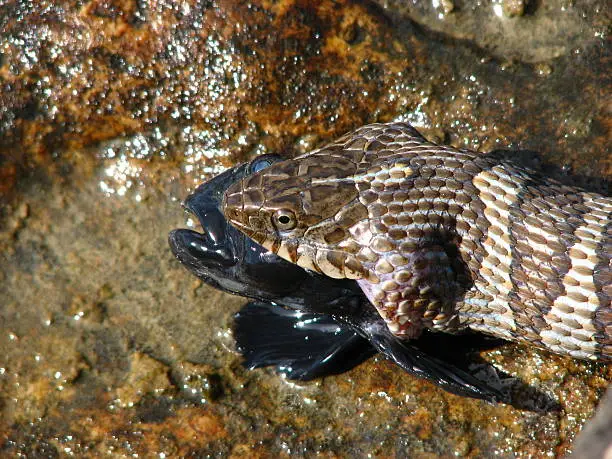 Diamondback Water Snake