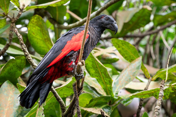 Dracula Parrot