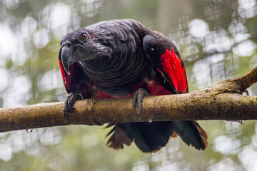 Dracula Parrot