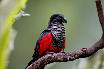 Dracula Parrot