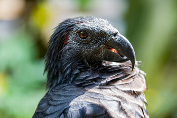 Dracula Parrot