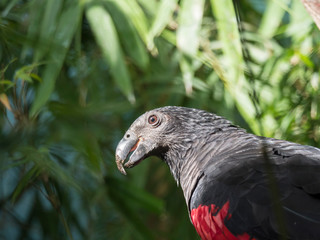 Dracula Parrot