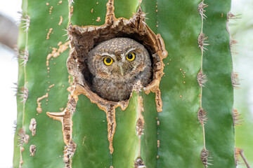 Elf Owl