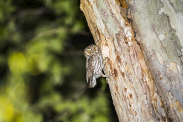 Elf Owl