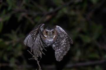 Elf Owl