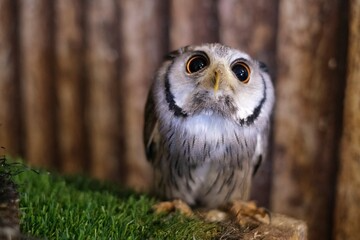 Elf Owl