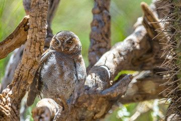 Elf Owl