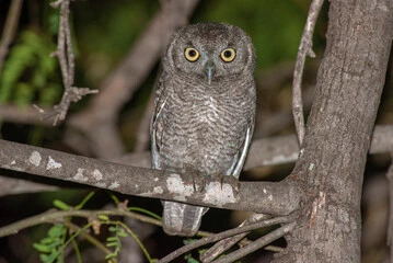 Elf Owl