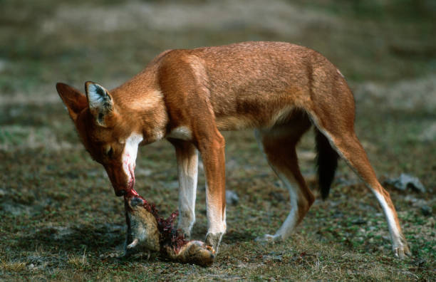 Ethiopian Wolf