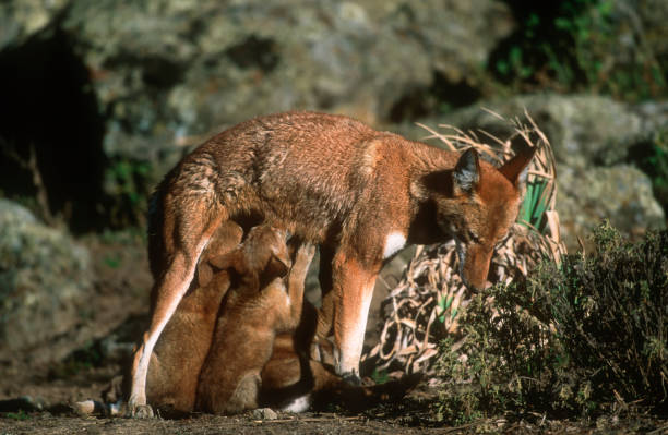 Ethiopian Wolf