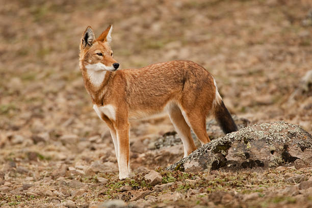 Ethiopian Wolf