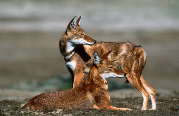 Ethiopian Wolf