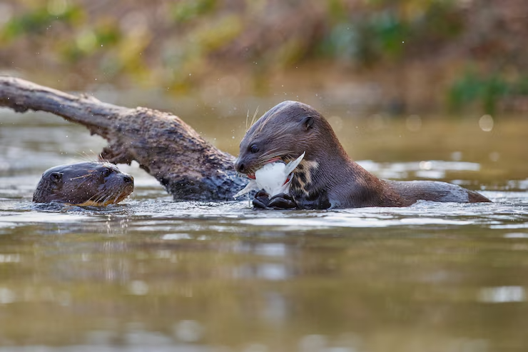 Eurasian Otter