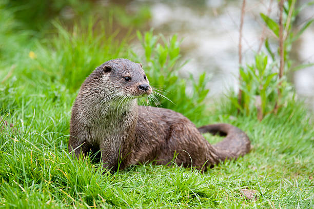 Eurasian Otter