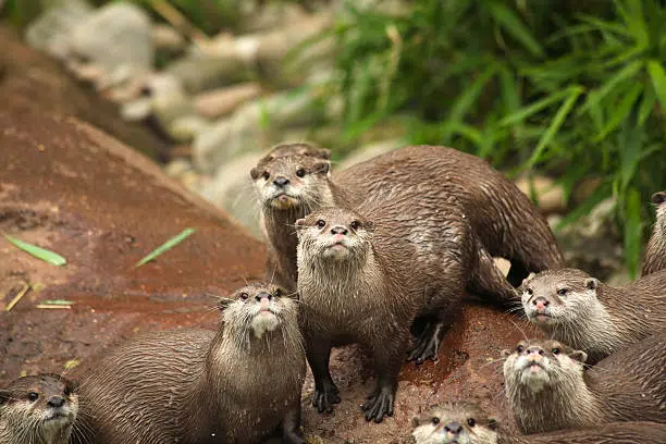 Eurasian Otter