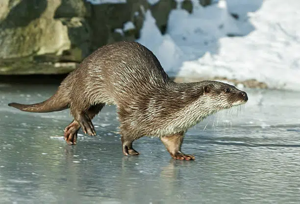 Eurasian Otter