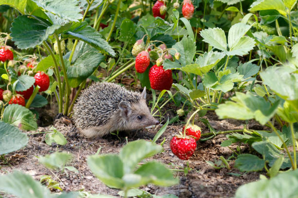 European Hedgehog
