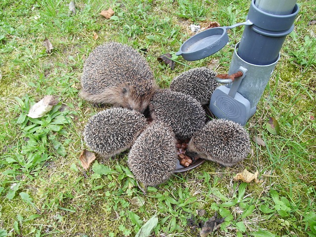 European Hedgehog