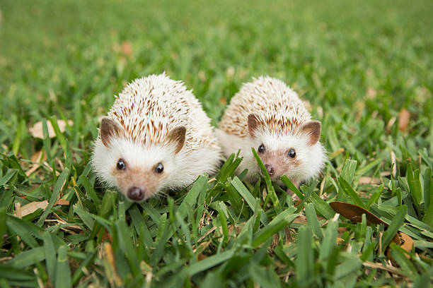 European Hedgehog