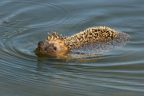 European Hedgehog