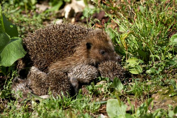 European Hedgehog