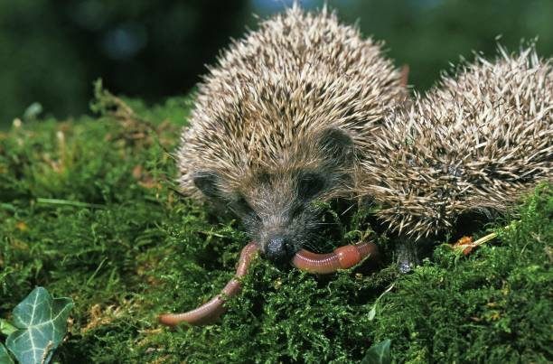 European Hedgehog