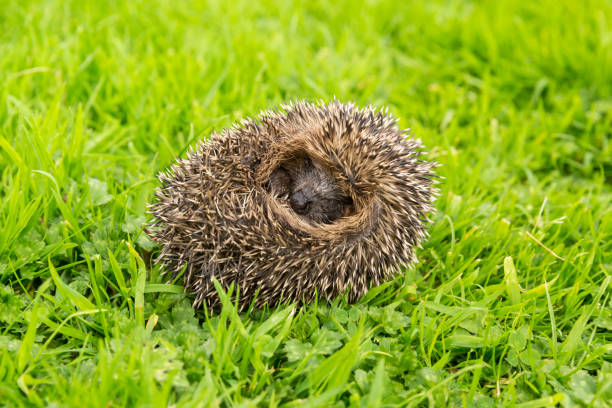 European Hedgehog