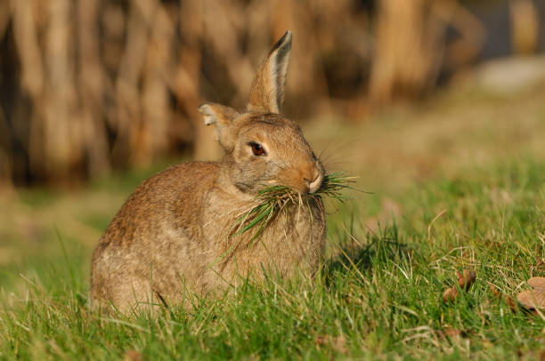 European Rabbit