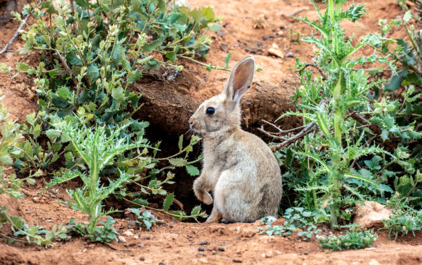 European Rabbit
