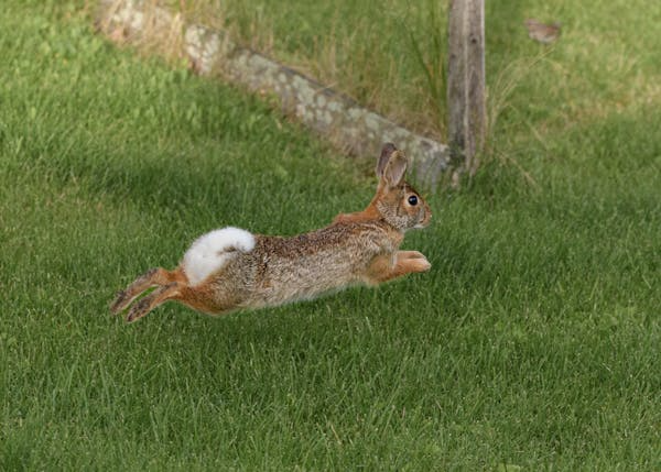 European Rabbit