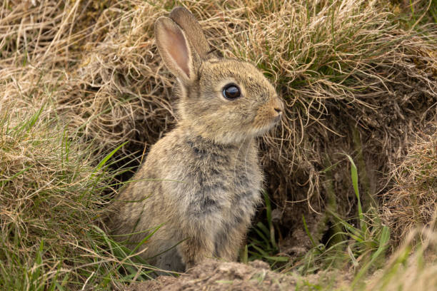 European Rabbit