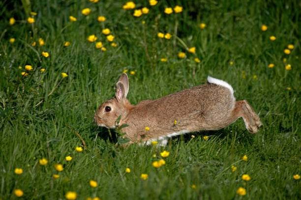 European Rabbit