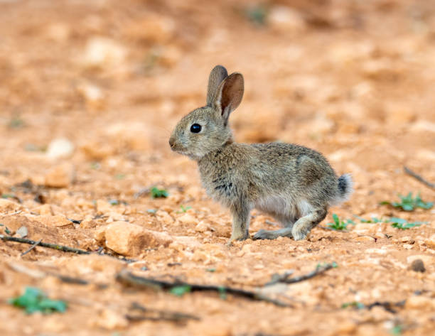 European Rabbit