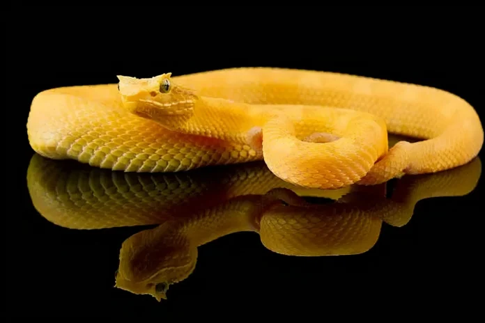 Eyelash Viper